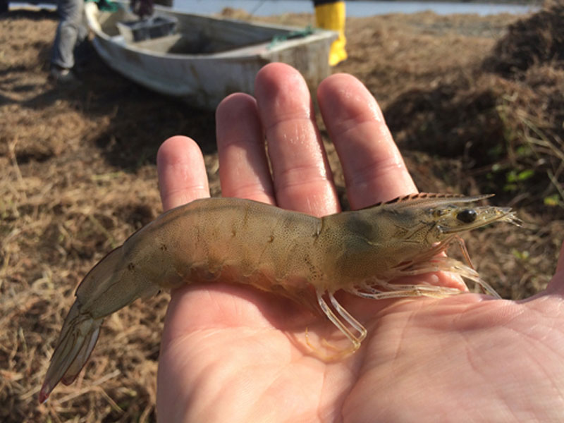 Vaishnavi-Aquatech-Shrimp