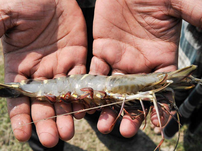 Vaishnavi-Aquatech-Shrimp